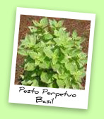 Pesto Perpetuo Basil Pesto Perpetuo Basil