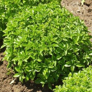 Piccolino Basil