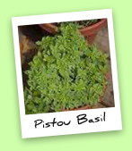 Pistou Basil Pistou Basil