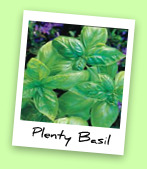 Plenty Basil Plenty Basil