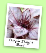 Purple Delight Basil Purple Delight Basil
