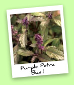 Purple Petra Basil Purple Petra Basil