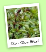 Rau Que Basil Rau Que Basil