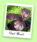 Red Basil Red Basil