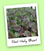 Red Holy Basil Red Holy Basil