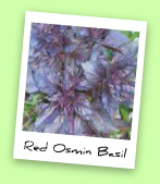 Red Osmin Basil Red Osmin Basil