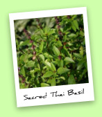 Sacred Thai Basil Sacred Thai Basil