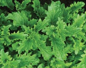 Serata Basil
