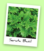 Serata Basil Serata Basil