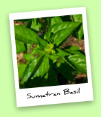 Sumatran Basil Sumatran Basil