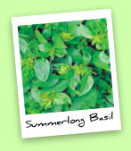 Summerlong Basil Summerlong Basil