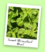 Sweet Broadleaf Basil Sweet Broadleaf Basil