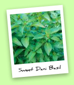 Sweet Dani Basil Sweet Dani Basil
