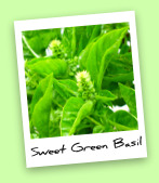 Sweet Green Basil Sweet Green Basil