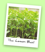 Thai Lemon Basil Thai Lemon Basil