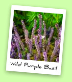 Wild Purple Basil Wild Purple Basil
