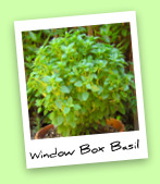 Window Box Basil Window Box Basil