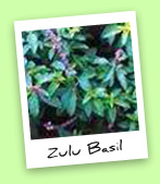 Zulu Basil Zulu Basil
