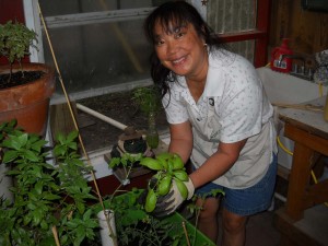 Basil Gardeners use Worm Casting Tea